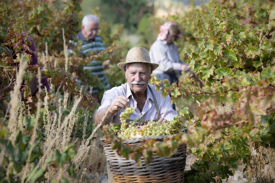 Commandaria secures Unesco heritage status - Purple International